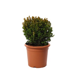 KENTIS Buxus Microphylla Faulkner H 30/40 cm Kugel Ø 25/30 cm Topf Ø 22 cm