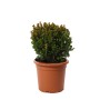 KENTIS Buxus Microphylla Faulkner H 30/40 cm Kugel Ø 25/30 cm Topf Ø 22 cm