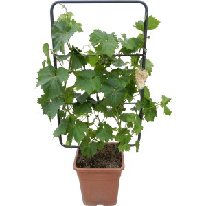 Weinrebe im Topf mit Rankhilfe, ca. 90cm hoch, mit hellen Trauben. Ideal für Balkon und Terrasse.