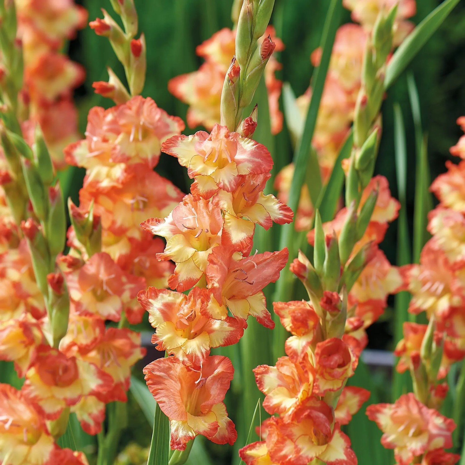 GROW by OBI Gladiole Gladiolus grandifl. Princess Margaret Rose