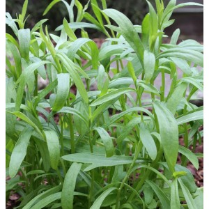 Frischer, grüner Deutscher Estragon (Artemisia dracunculus) im Detail.
