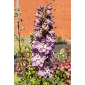 Rittersporn 'Delphina Rose White Bee' im 2-Liter-Container mit rosa-weißen Blüten.