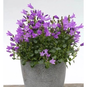 Teppich Glockenblume Resholt (Campanula portenschlagiana) im Topf.
