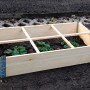 Frühbeet Pflanzbeet Untersatz Größe L aus Kiefernholz mit jungen Pflanzen.