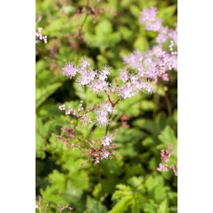 Filipendula Palmata 'Kahome' Mädesüß Staude mit zartrosa Blüten im 9x9 cm Topf.