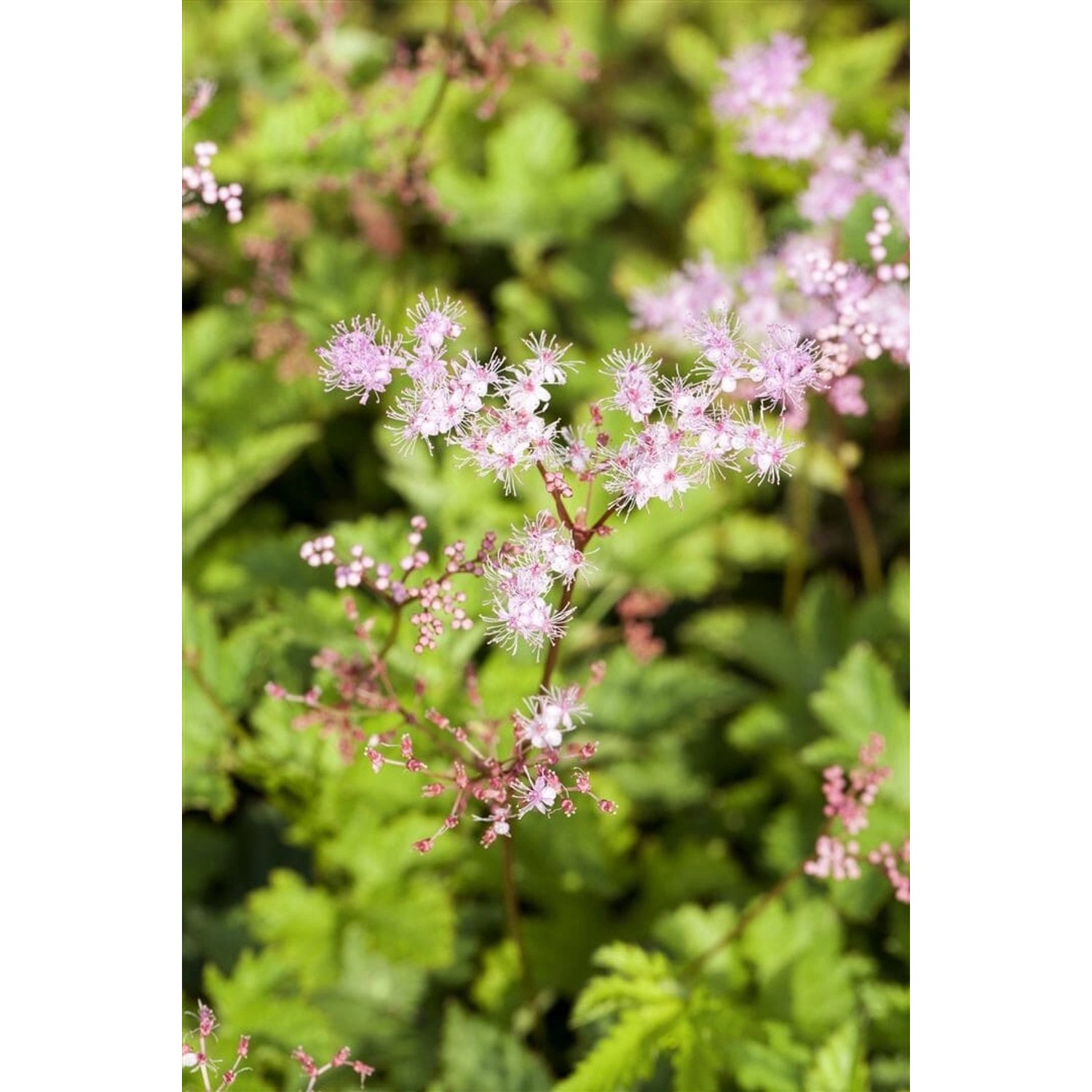 Filipendula Palmata Kahome Mädesüß Ca. 9x9 cm Topf günstig online kaufen