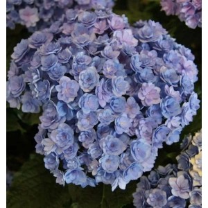 Bauernhortensie You&Me Together 30-40cm - Hydrangea macrophylla
