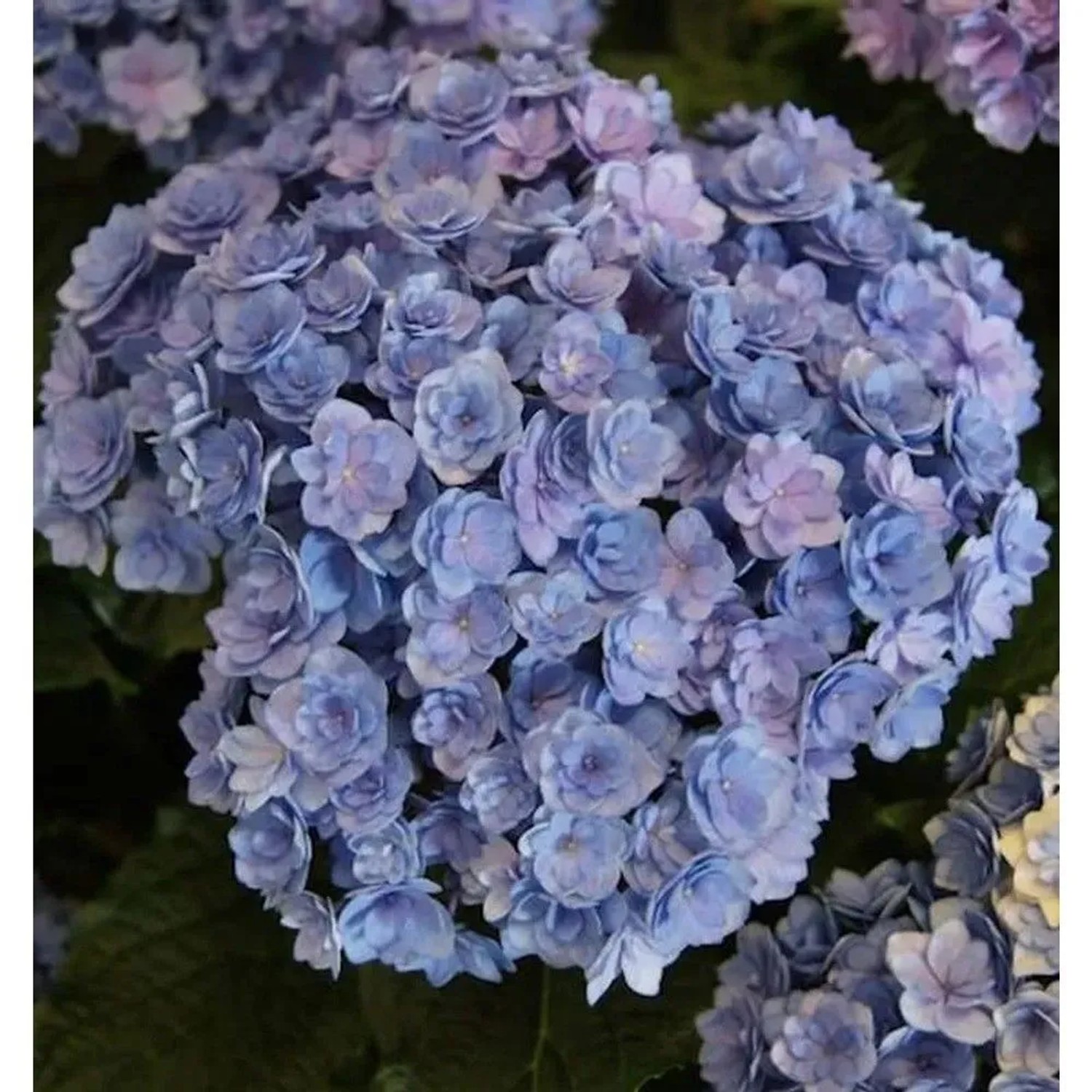 Bauernhortensie You&Me Together 30-40cm - Hydrangea macrophylla