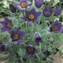 Nahaufnahme der blauen Blüten der Kuhschelle 'Blaue Glocke' im Topf (Ø 9cm).