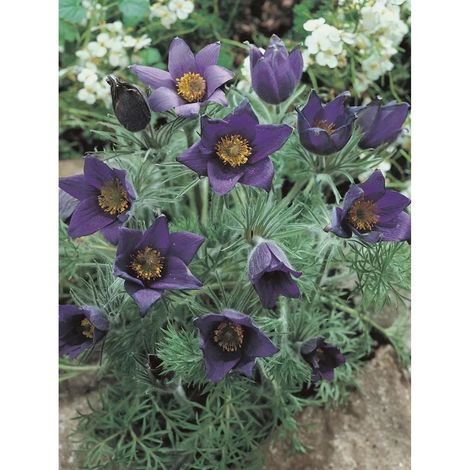Nahaufnahme der blauen Blüten der Kuhschelle 'Blaue Glocke' im Topf (Ø 9cm).