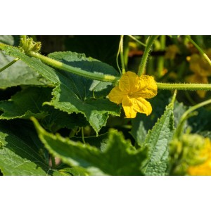 Gelbe Blüte der Kiepenkerl Zucchini 'Leila Grün' im Topf, umgeben von grünen Blättern.