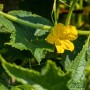 Gelbe Blüte der Kiepenkerl Zucchini 'Leila Grün' im Topf, umgeben von grünen Blättern.