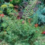 Goldschuppenfarn 'The King' (Dryopteris Affinis Cristata) im 9x9 cm Topf.