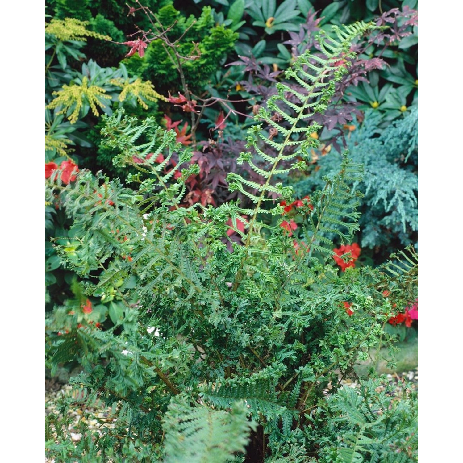Dryopteris Affinis Cristata The King Goldschuppenfarn Ca. 9x9 cm Topf günstig online kaufen