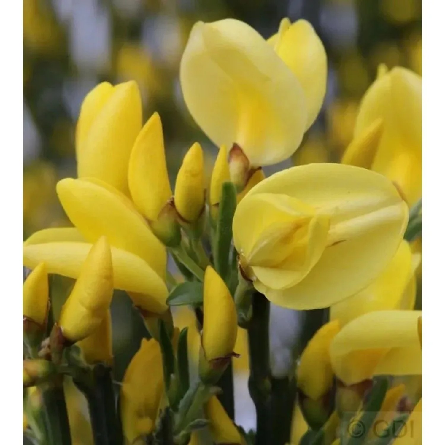 Elfenbein Ginster Allgold 40-60cm - Cytisus praecox