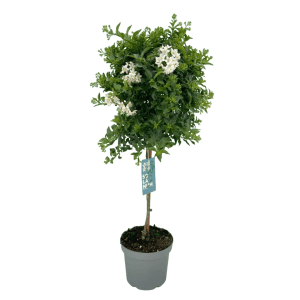 Jasminblütiger Nachtschatten Stamm, ca. 100 cm, im Topf. Blühende Kübelpflanze mit weißen Blüten.