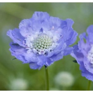Nahaufnahme einer hellblau-weißen Kaukasus Skabiose (Scabiosa caucasica) Blüte.