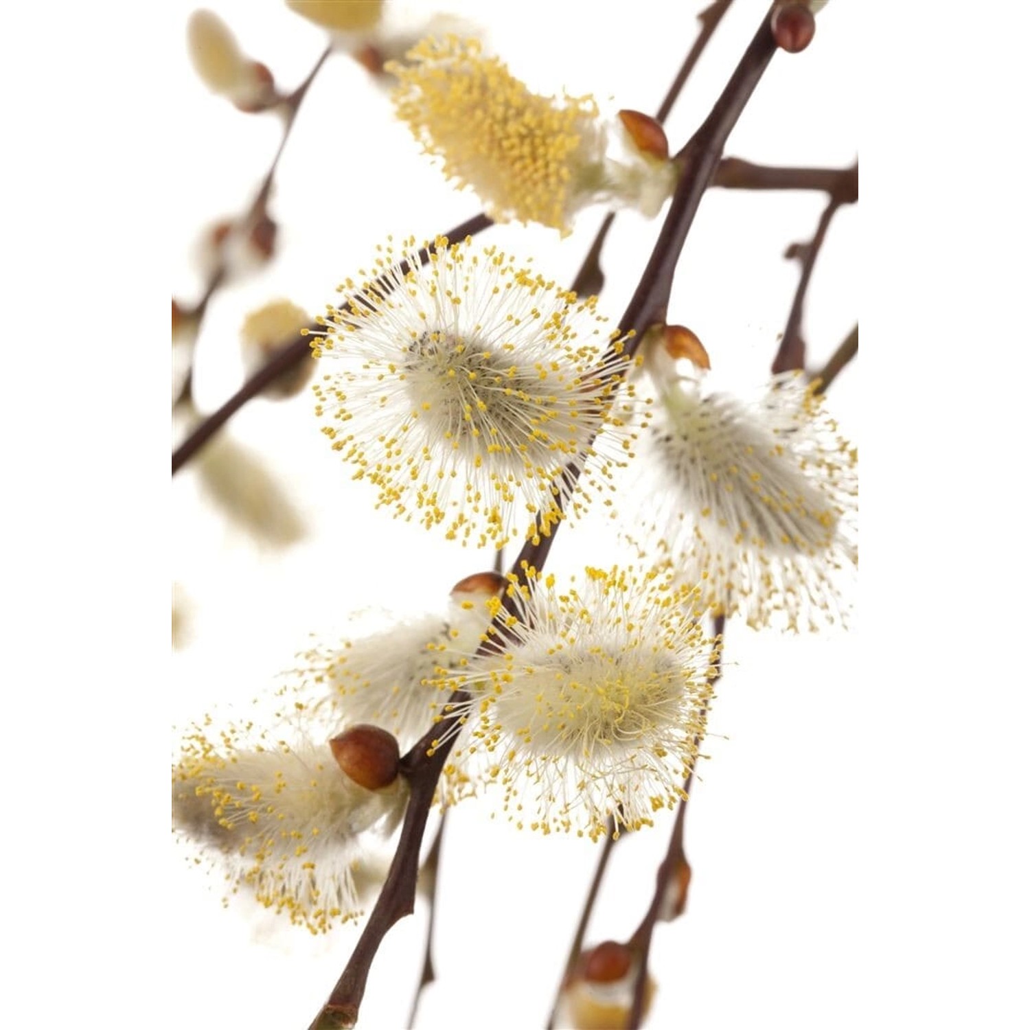 Salix Repens Iona Kriechweide 60 cm Stammhöhe Silbrig-Grün günstig online kaufen