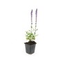 Ziersalbei 'Caradonna' im 9cm Topf mit violetten Blüten, geeignet als Bodendecker.