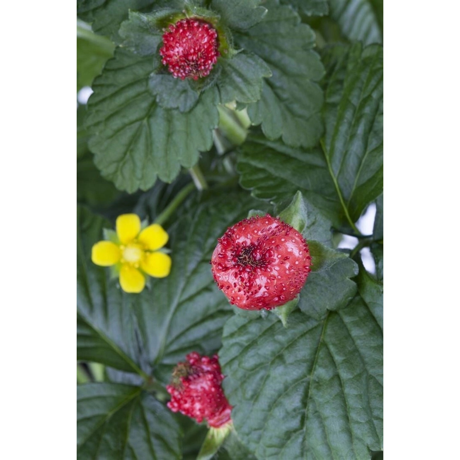 Duchesnea Indica Scheinerdbeere Ca. 9x9 cm Topf günstig online kaufen