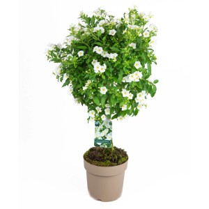 Enzianstrauch Stamm, weiße Blüten, ca. 80 cm hoch im Topf. Blühende Kübelpflanze für Balkon und Terrasse.