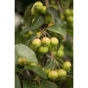 Zierapfel 'Golden Hornet' mit gelben Früchten und grünen Blättern am Baum.