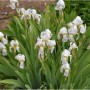 Nahaufnahme der weißen Florentiner Schwertlilie (Iris germanica) im Garten.