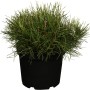 Kompakte Kriech-Kiefer (Pinus mugo) im Topf, ca. 5-10 cm hoch, ideal für Kübel und Grabbepflanzung.