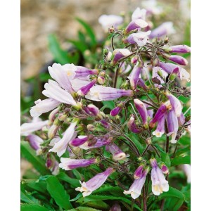 Penstemon Hirsutus Pygmaeus Bartfaden Staude mit violetten Blüten im 9x9 cm Topf.