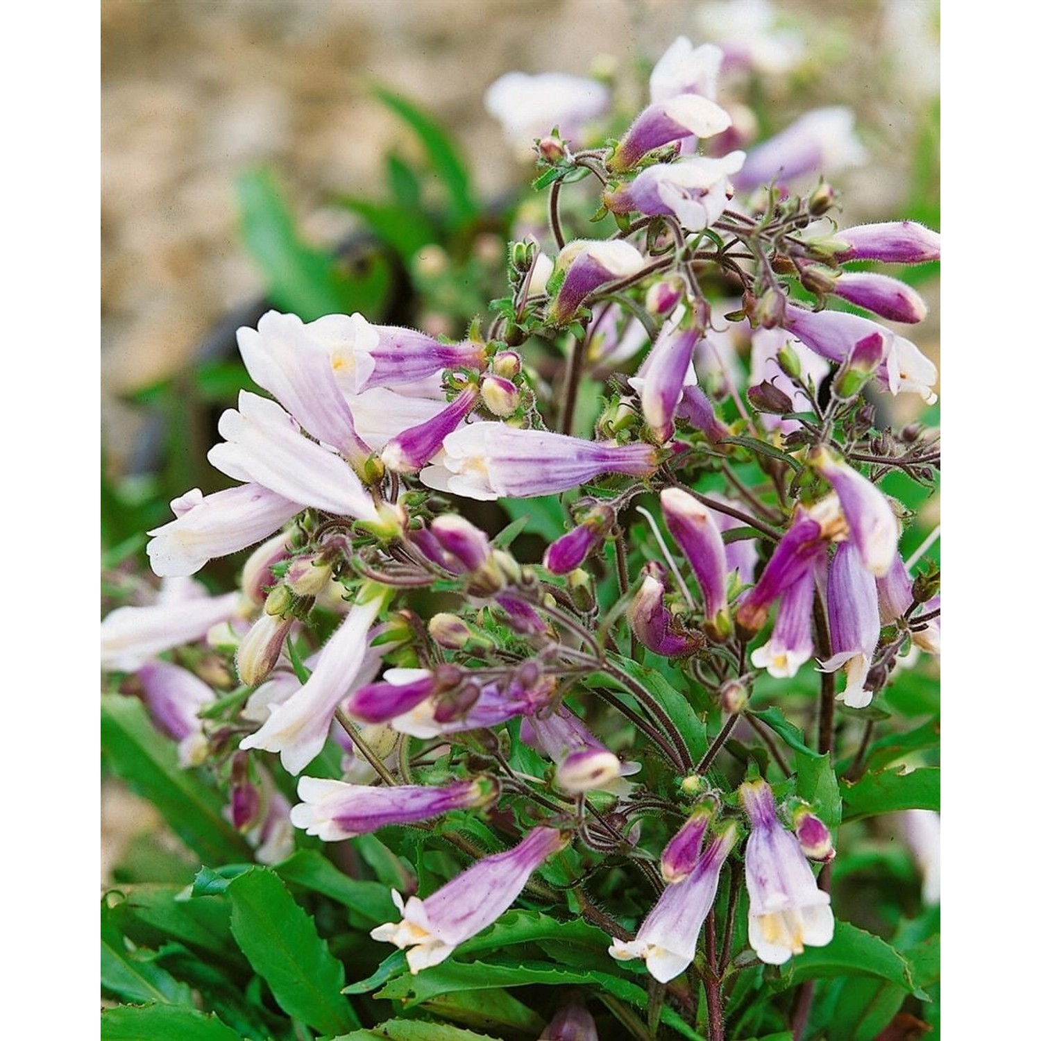 Penstemon Hirsutus Pygmaeus Bartfaden Ca. 9x9 cm Topf günstig online kaufen