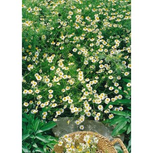 Echte Kamille (Matricaria Recutita) im 9x9 cm Topf, weiße Blüten mit gelber Mitte.