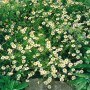 Echte Kamille (Matricaria Recutita) im 9x9 cm Topf, weiße Blüten mit gelber Mitte.