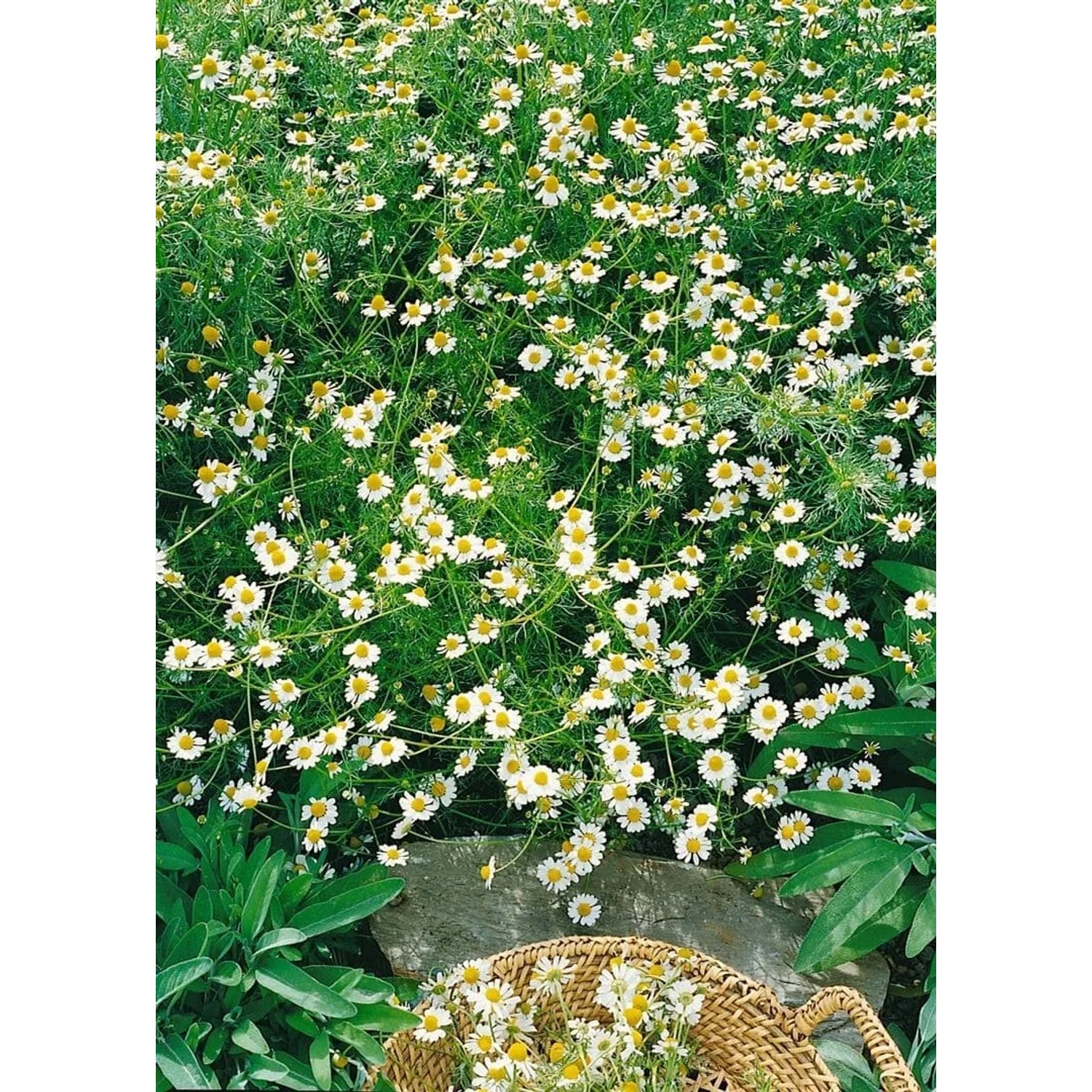 Echte Kamille (Matricaria Recutita) im 9x9 cm Topf, weiße Blüten mit gelber Mitte.