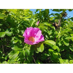 Nahaufnahme einer rosa Baumfink Apfelrose (Rosa rugosa) mit grünen Blättern.