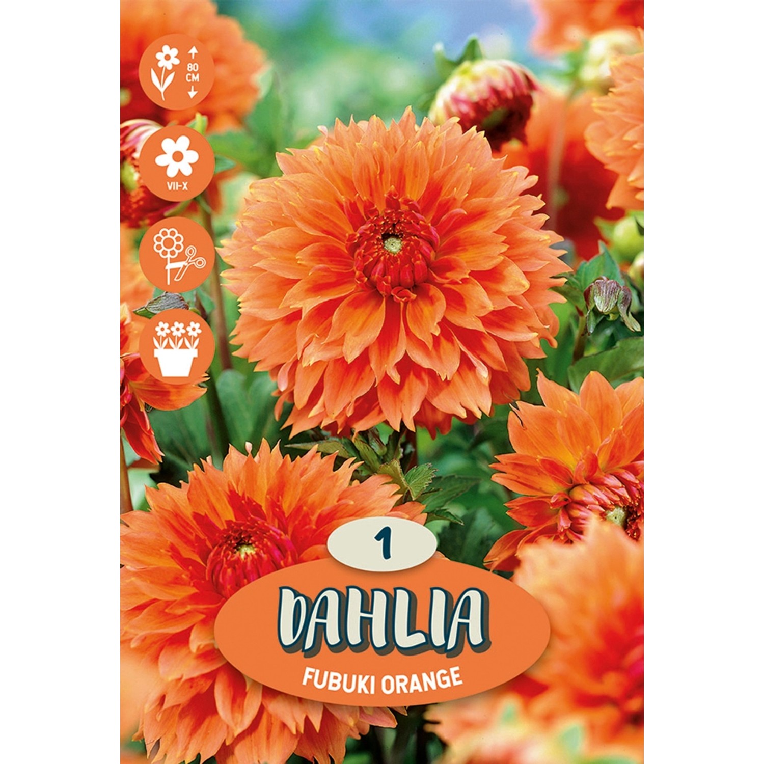 Dahlien "Orange Fubuki" Orange kaufen bei OBI