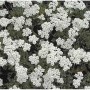 Nahaufnahme der Silber Garbe (Achillea kolbiana) mit weißen Blüten.