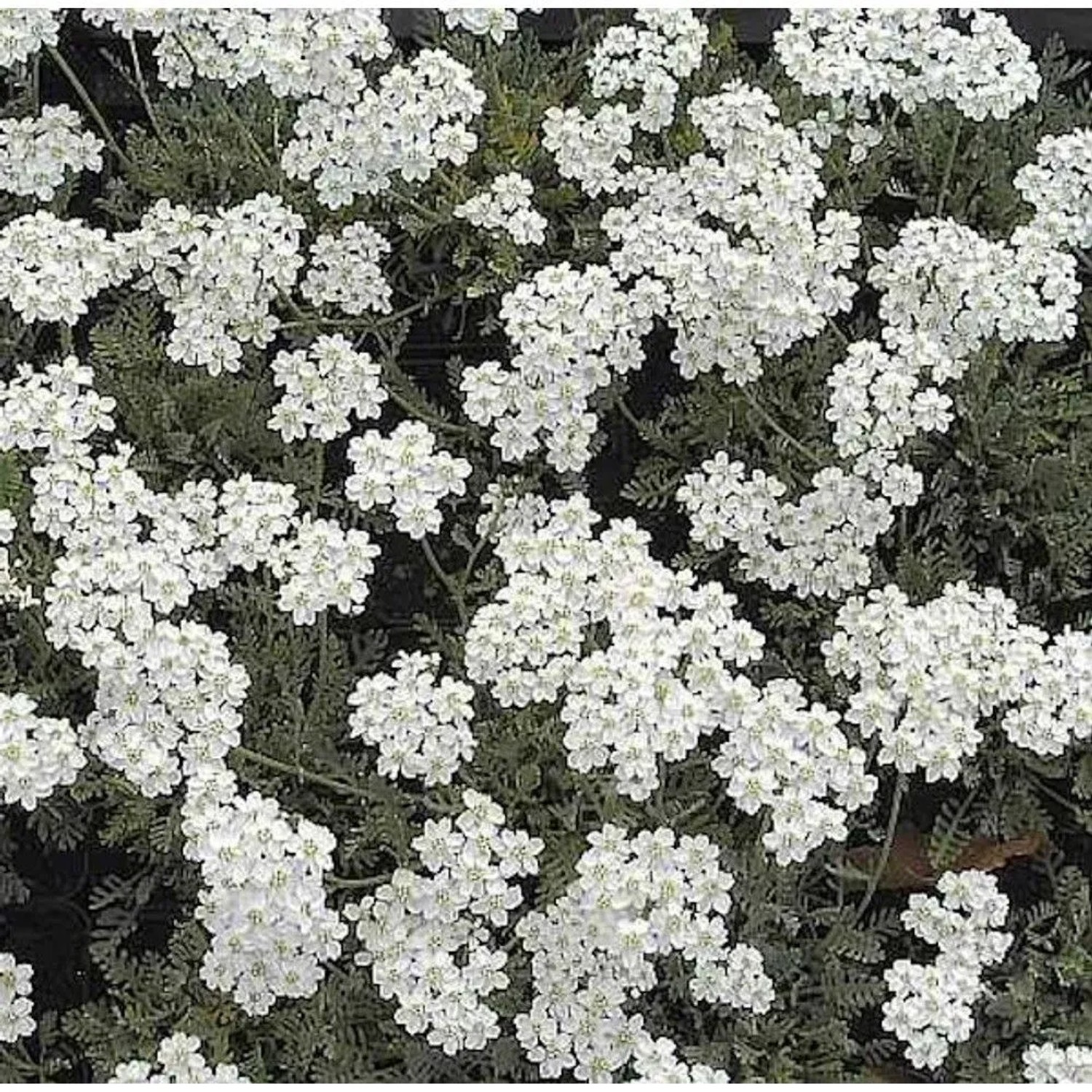 Nahaufnahme der Silber Garbe (Achillea kolbiana) mit weißen Blüten.