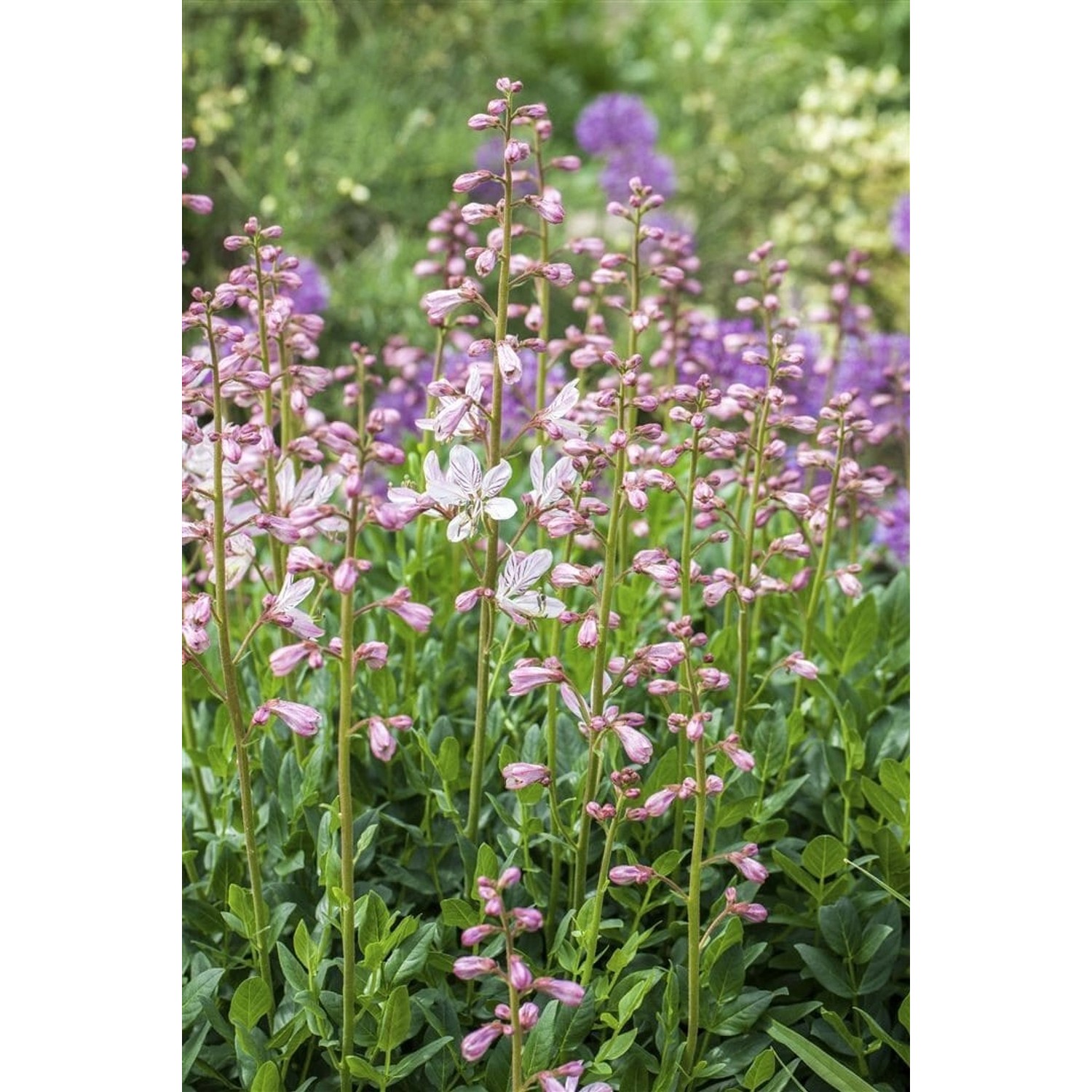Brennender Busch (Dictamnus Albus) im Topf mit rosa Blüten und grünen Blättern.