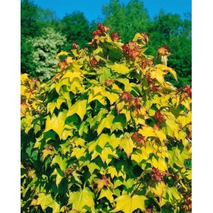 Grünlaubiger Acer Orientalia Zierahorn (80–100 cm) im Garten.