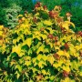 Grünlaubiger Acer Orientalia Zierahorn (80–100 cm) im Garten.