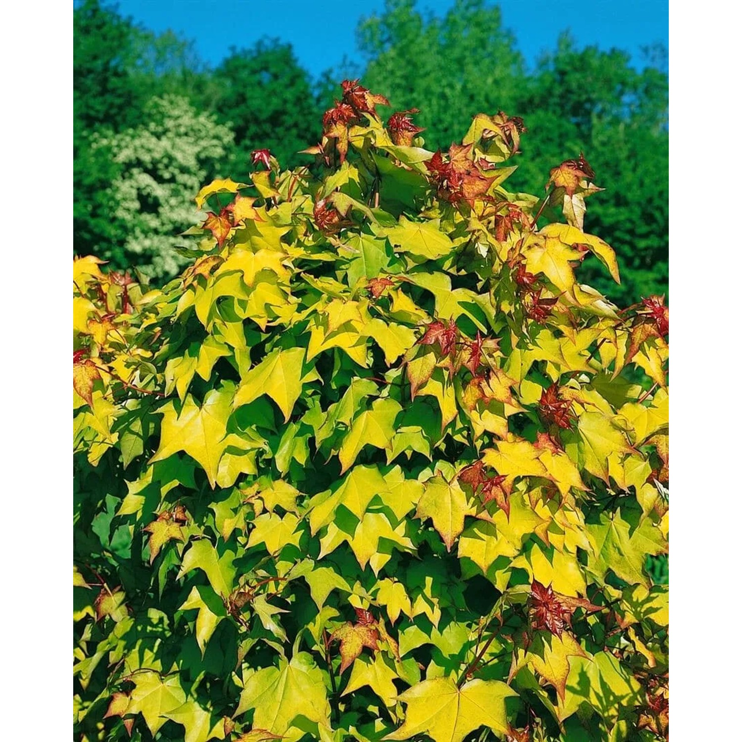 Grünlaubiger Acer Orientalia Zierahorn (80–100 cm) im Garten.