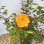 Baumfink Bodendeckerrose Bessy im Topf mit orange-apricotfarbener Blüte.