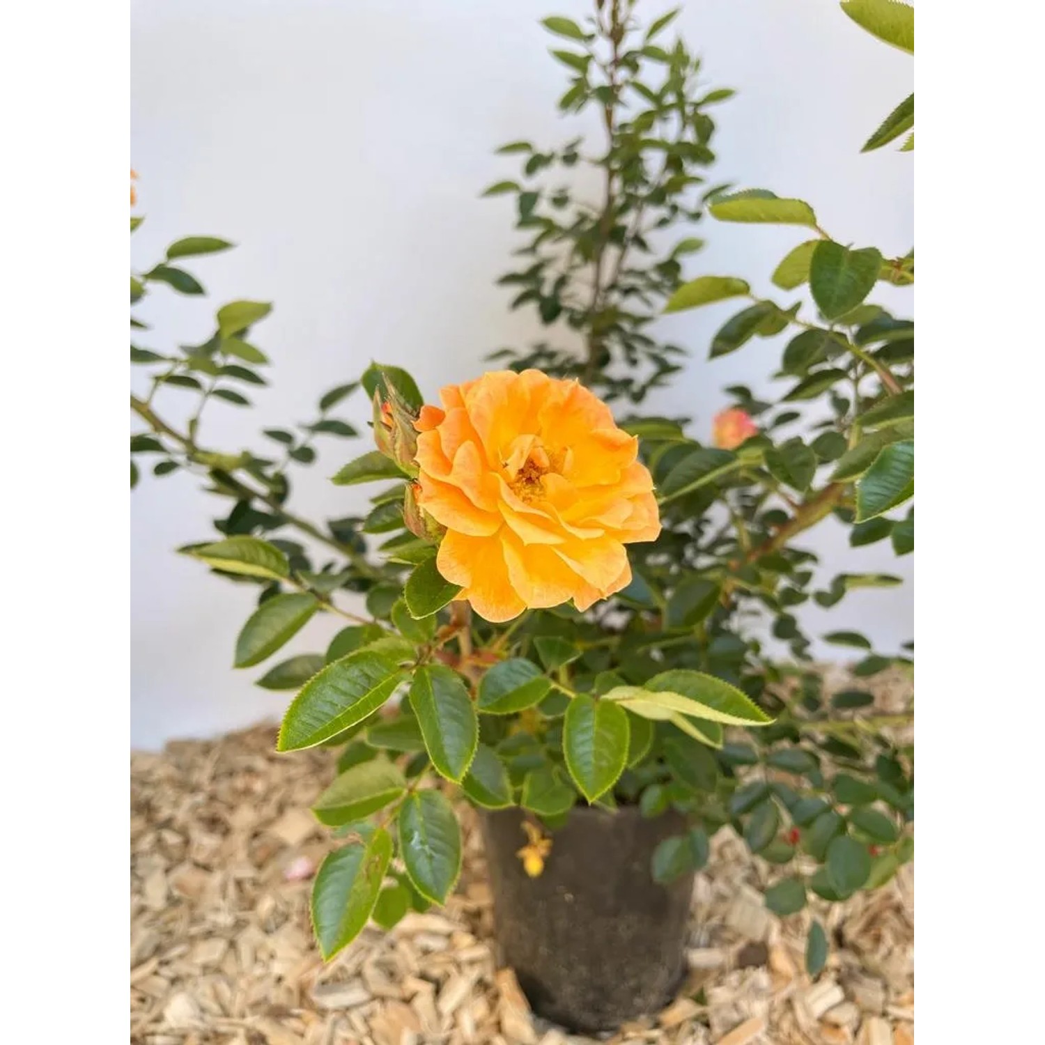 Baumfink Bodendeckerrose Bessy im Topf mit orange-apricotfarbener Blüte.