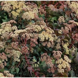 Nahaufnahme der Großen Fetthenne 'Hab Grey' (Sedum telephium) mit hellgelben Blütenständen.