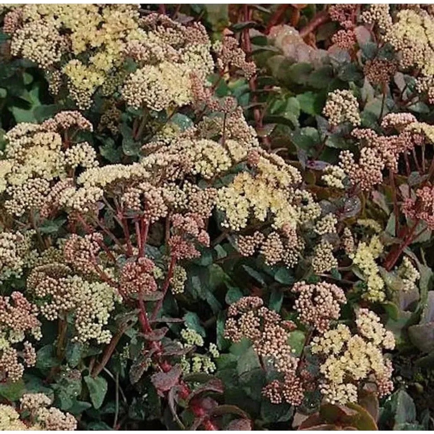 Große Fetthenne Hab Grey - Sedum telephium