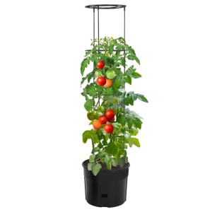 Anthrazitfarbener Tomatentopf mit Rankhilfe und reifen Tomaten.