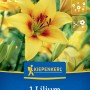 Kiepenkerl Asiatische Lilie Grand Cru mit gelb-roten Blüten, geeignet als Schnittblume.
