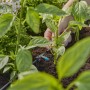 Gardena Reihentropfer im Einsatz: Präzise Bewässerung im Micro-Drip-System für gesunde Pflanzen.