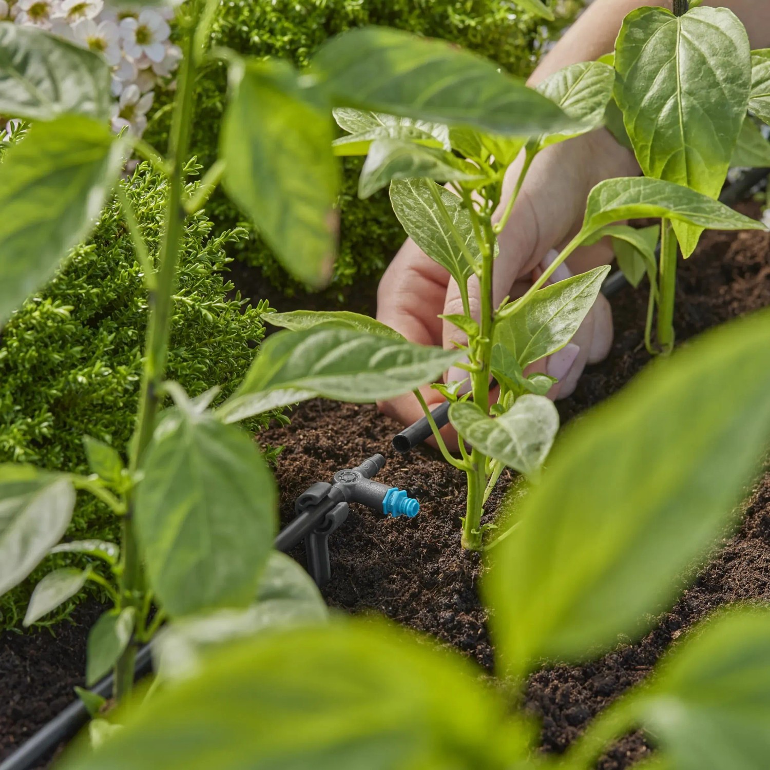 Gardena Reihentropfer im Einsatz: Präzise Bewässerung im Micro-Drip-System für gesunde Pflanzen.