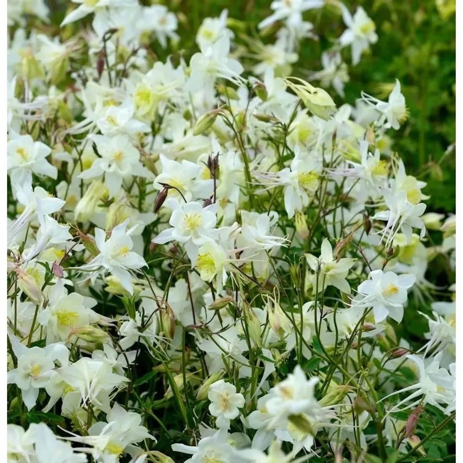 Akelei Clementine White - Aquilegia vulgaris